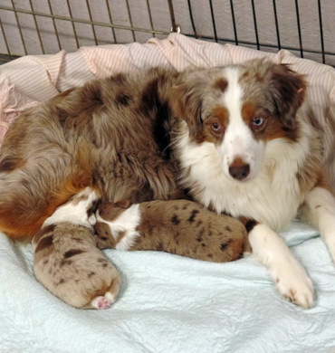 Kizzy with her puppies