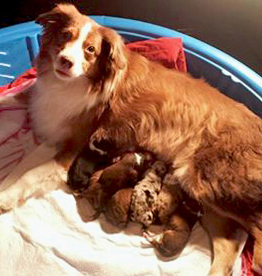 Rosie with her puppies