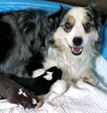 Ziva with her puppies