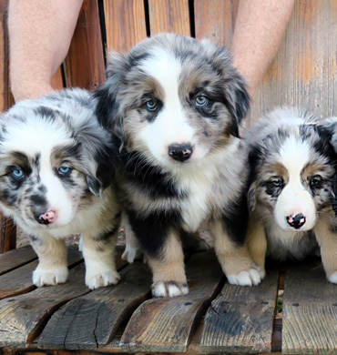 Remi & Presh's puppies