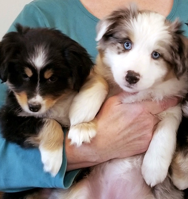 Ember's pups