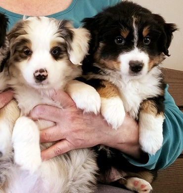 Ember's pups