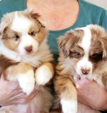Nova's pups