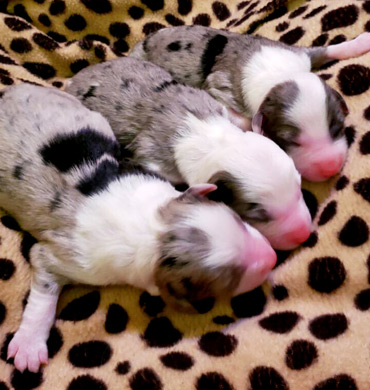 Peri's pups