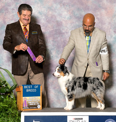 Annika earns her Grand Championship at the Greenville Kennel Club