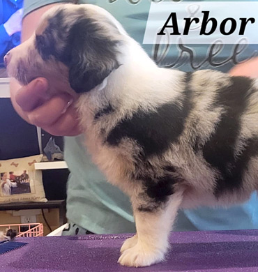 Arbor at five weeks