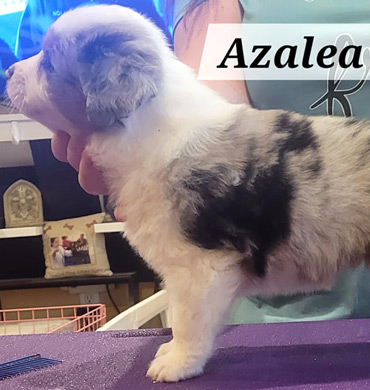 Azalea at five weeks