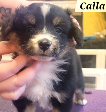 Calla at five weeks