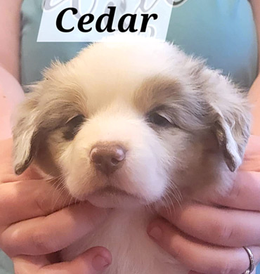 Cedar at five weeks