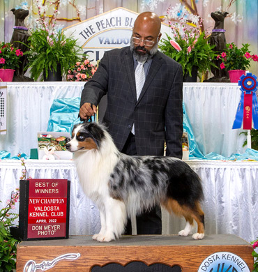 Dutton becomes a Champion at Valdosta Kennel Club