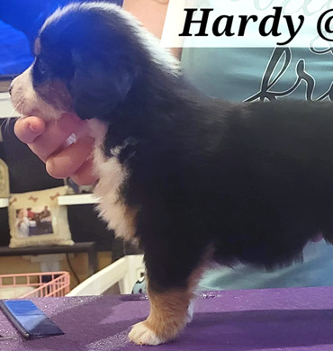 Hardy at five weeks