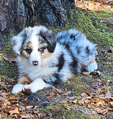 Karma's pup