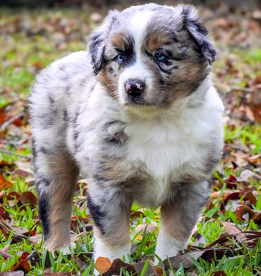 Mysti's pup