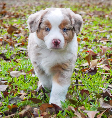 Mysti's pup