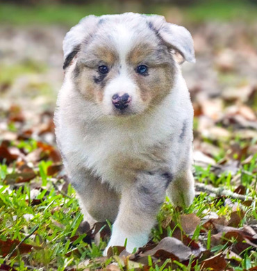 Mysti's pup