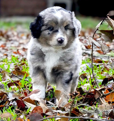 Mysti's pup