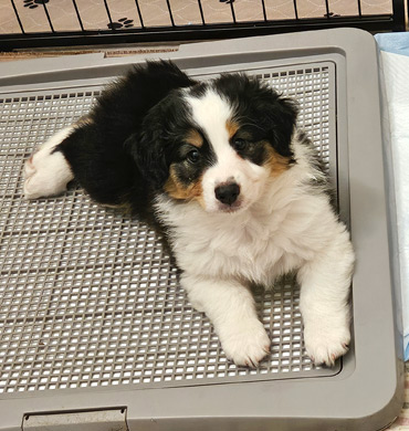 Eve's pup