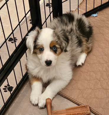 Eve's pup