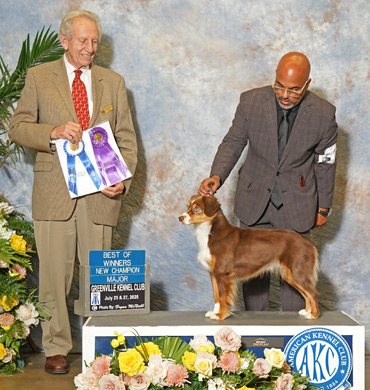 Foxy earns her Championship at Greenville Kennel Club in July 2025