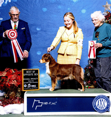 Foxy earns Best of Opposite Sex at Motor City Specialty Clubs Association