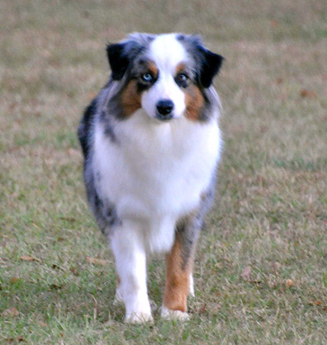 Mazie