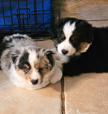 Remix's pups