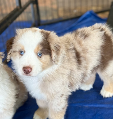Xiya's pup