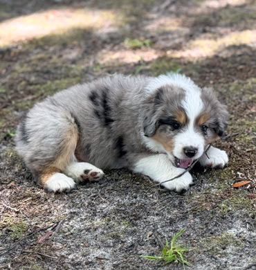 Xiya's pup