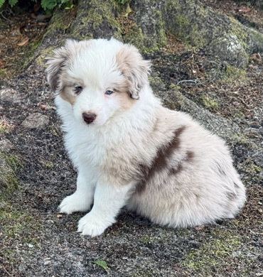 Xiya's pup
