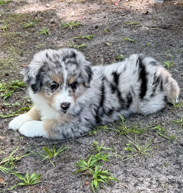 Xiya's pup