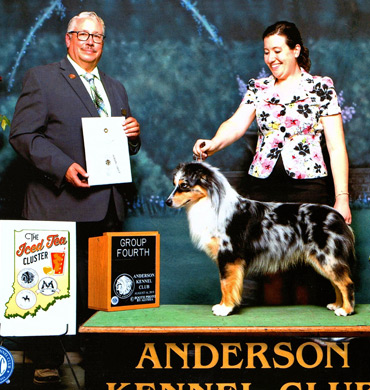 Beckett earns Group 4 at the Anderson Kennel Club