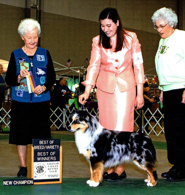 Beckett earns his Championship at the Saginaw Valley Kennel Club