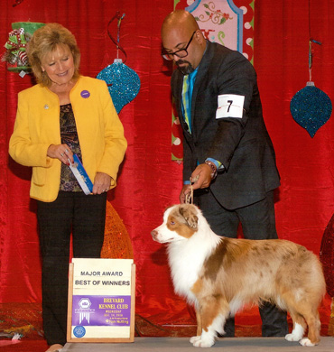 Blaze earned Best of Winners at the Brevard Kennel Club