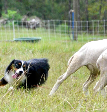 Boone herding