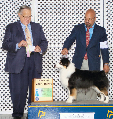 Desi Earns CM at Beaufort Kennel Club