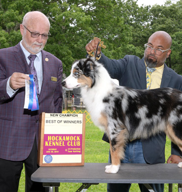 Emmett earns his Championship at the Hackamock Kennel Club