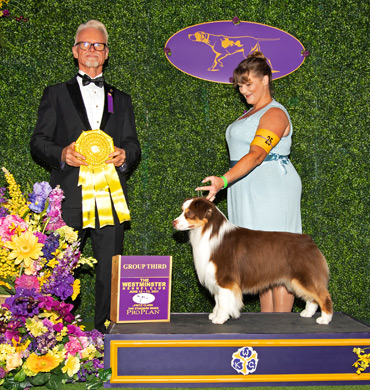 Epic was awarded a Group 3 at The Westminster Kennel Club