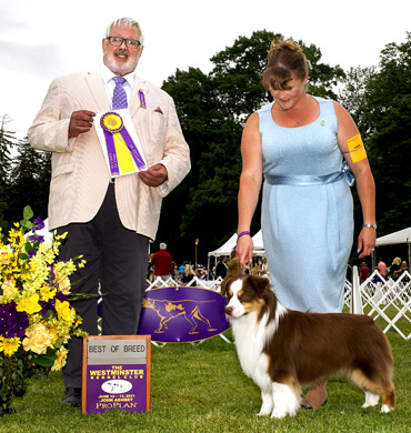 Epic wins Best of Breed at The Westminster Kennel Club