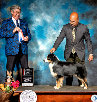 Fini earns his Championship at the Caddo Kennel Club
