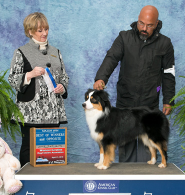 Fini earns Major Win at the Western Carolina Dog Fanciers Association
