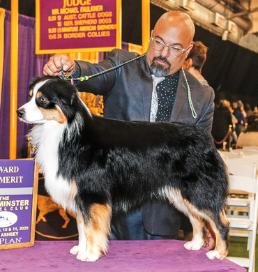 Fini earns an Award of Merit at The Westminster Kennel Club