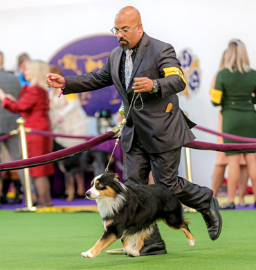 Fini competing at The Westminster Kennel Club