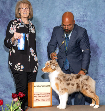 Halen earns Best of Winners at the Greater Panama City Dog Fanciers Association