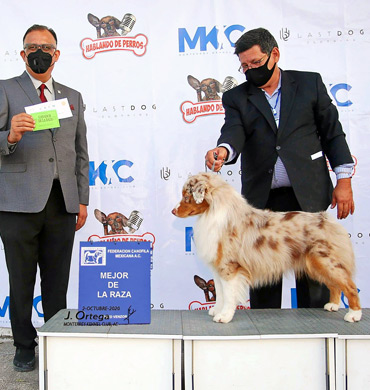 Halen wins Best of Breed at the Monterrey Kennel Club