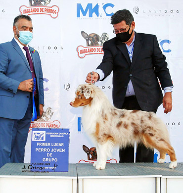 Halen wins Group 1 at the Monterrey Kennel Club