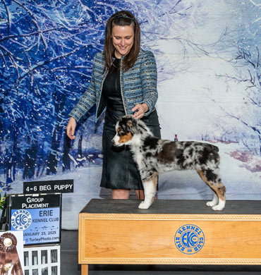 Lincoln earns a Group Placement at the Erie Kennel Club