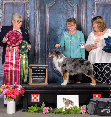 Louis earns Best of Breed Owner Handled and an Award of Merit at the 2024 MASCUSA National Specialty