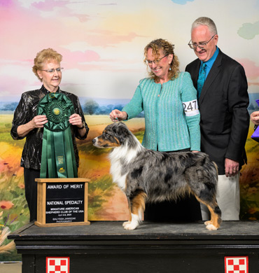 Louis earns an Award of Merit at the 2025 MASCUSA National Specialty