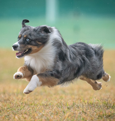 Louis competing in Fast CAT