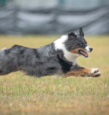 Louis competing in Fast CAT